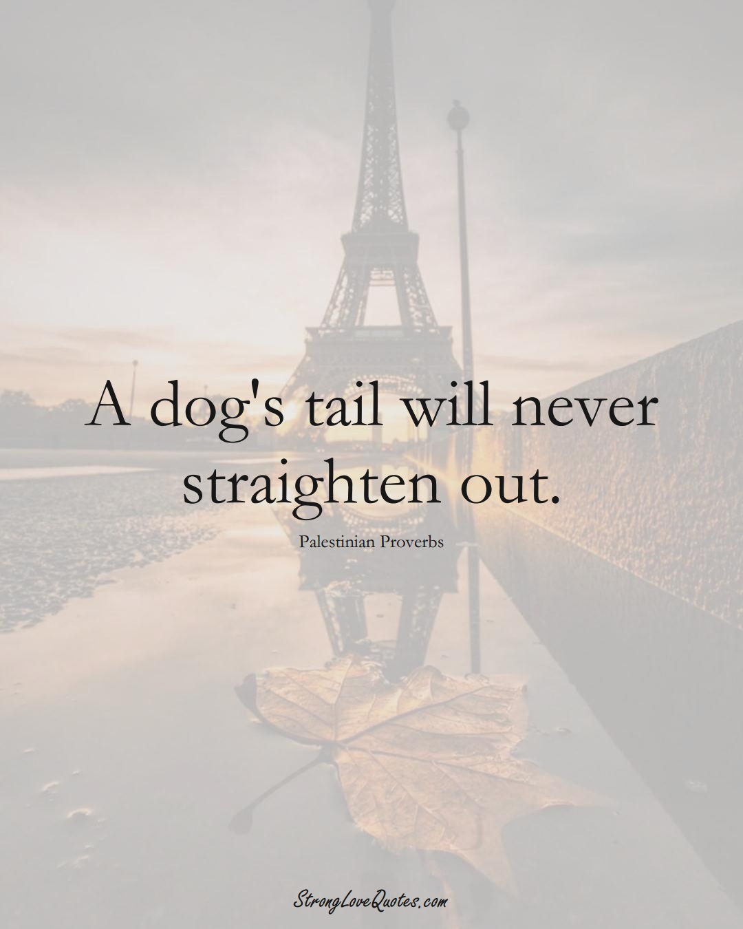 A dog's tail will never straighten out. (Palestinian Sayings);  #MiddleEasternSayings