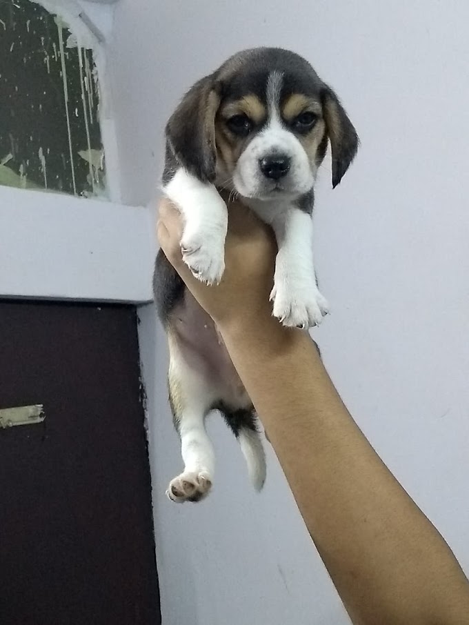 Beagle Puppy in Jalandhar and Chandigarh