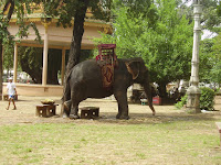 Elefante in Cambogia Fotografie di un viaggio durato circa un anno, qui sono in Cambogia