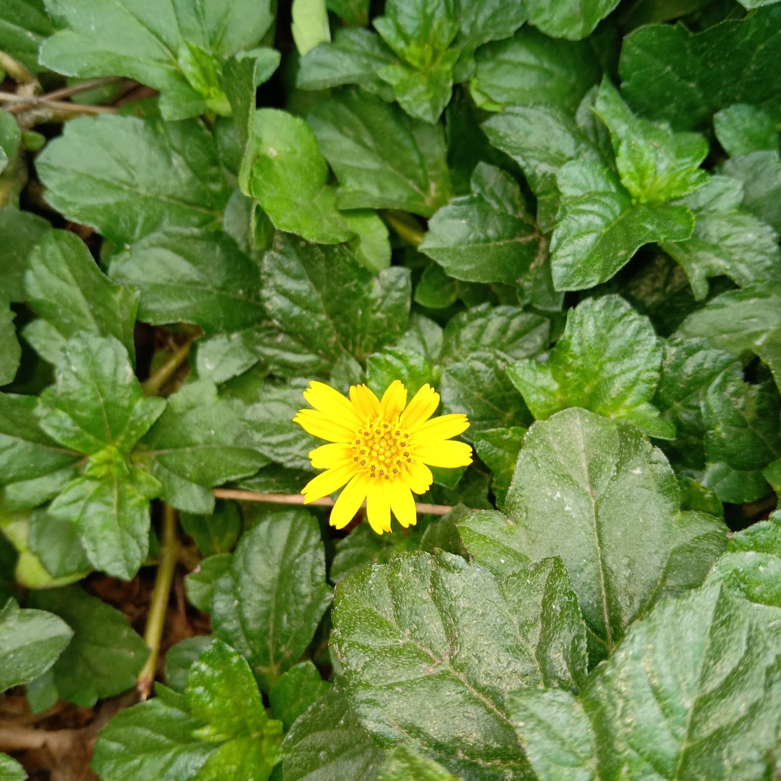 Organic herbal market Bhringraj false daisy (Eclipta prostrata ) in
