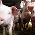 Ζίτσα:Νεκρά γουρούνια σε απόσταση αναπνοής από τα σπίτια ...Την άμεση απομάκρυνσή τους ζητούν οι κάτοικοι 