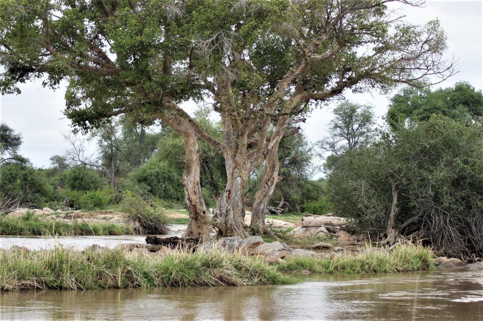 Река Купер крик. Крики пересыхающие реки Австралии. Дерево у воды. Купер крик Австралия.