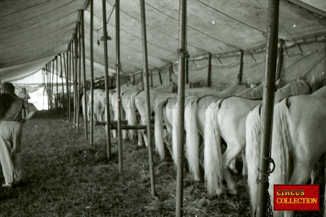 Les chevaux blancs lipizzan du  Cirque Franz Althoff 1967 aligné dans leurs écuries.