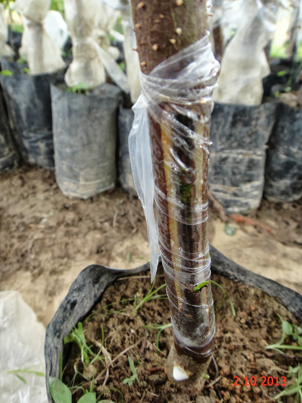 Experimental Farming Results Of My Side Veneer Graft.