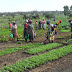 Aumenta o número de roubo de hortícolas