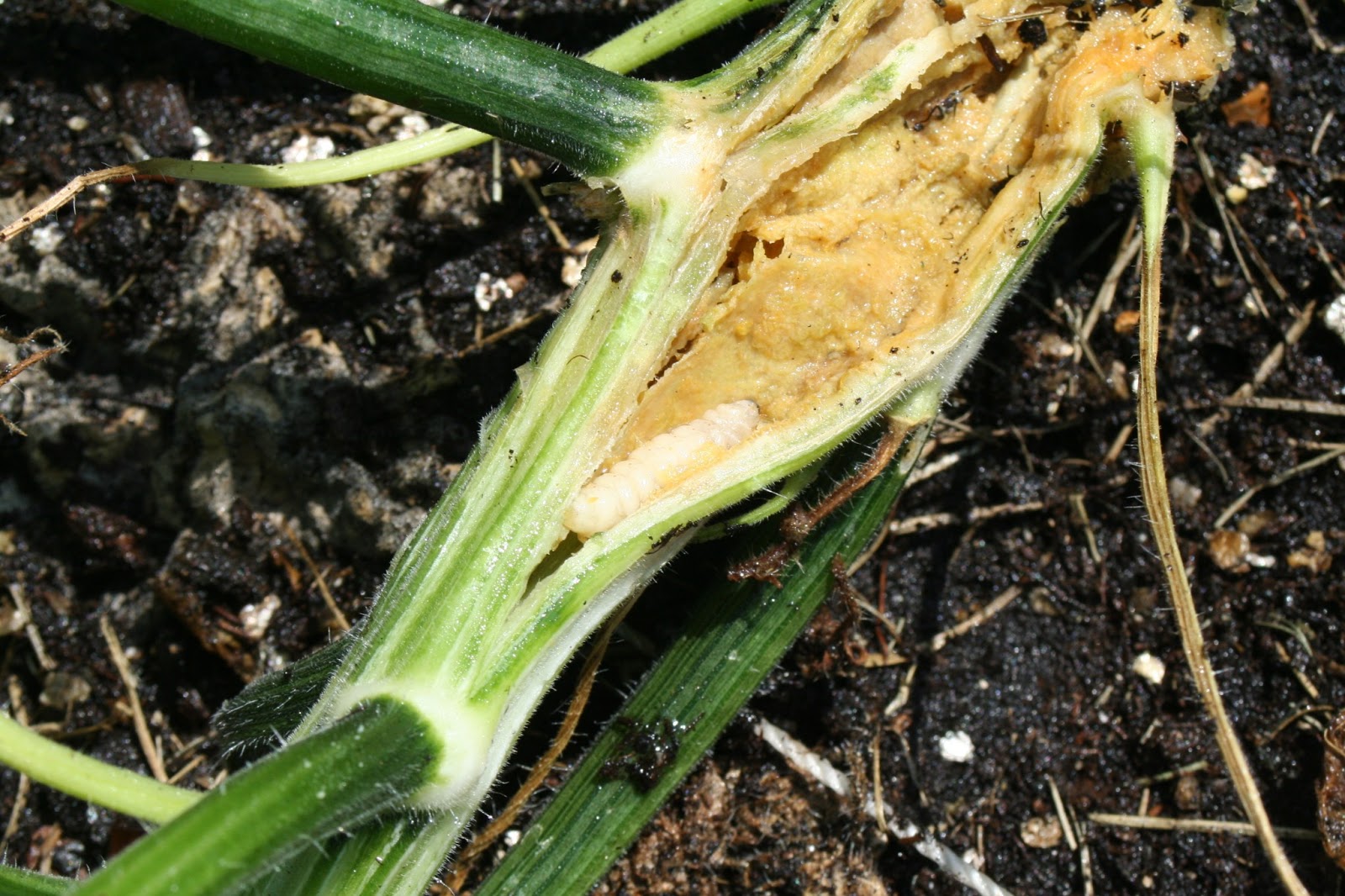 Brooding On: Squash Vine Borers and my Attempted Nighttime Attack