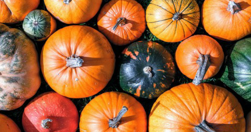 Dar calabazas 振る、落第させる