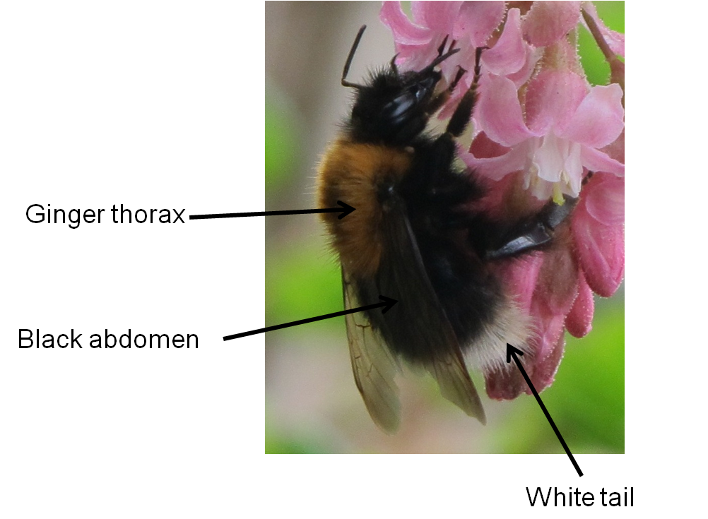 Urban Pollinators Range expansion of the tree bumblebee