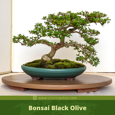 Bonsai Black Olive