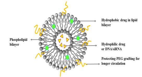 Hydrophilic and hydrophobic drugs encapsulated within a PEGylated liposome