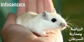 الفئران المصابة بالسرطان التي تتحرك على عجلة خشبية قلصت عدد الخلايا السرطانية إلى النصف