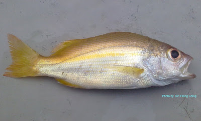 Ikan Remong