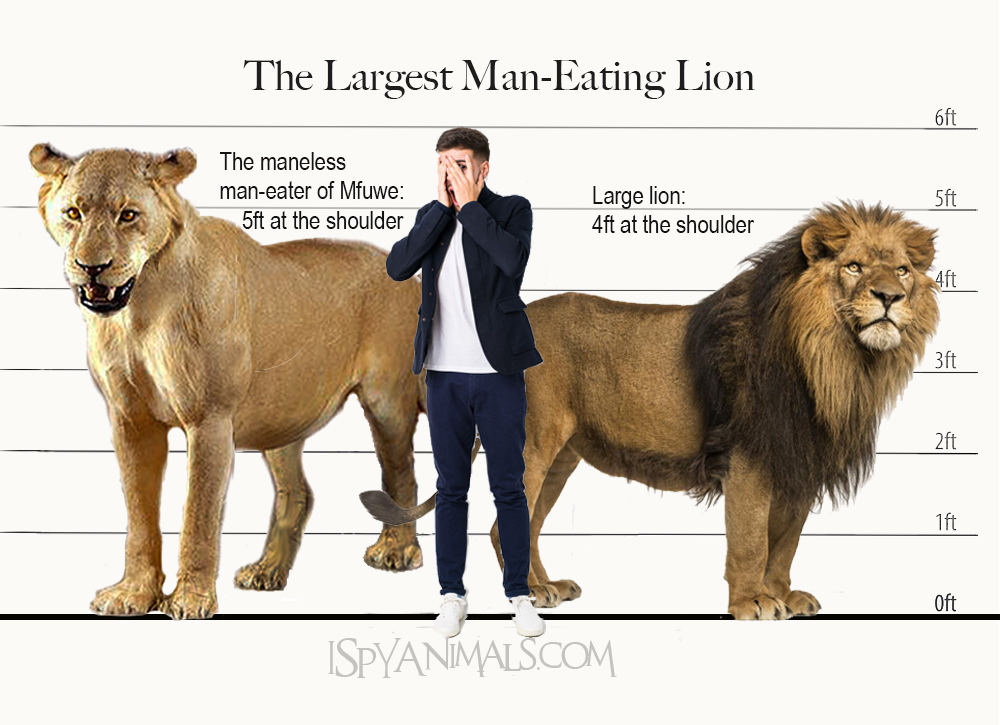 I Spy Animals Lions Who Are ManEaters