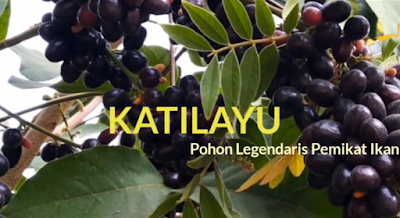 Manfaat Getah Katilayu Bagi Yang Hobi Mancing Serbandeso Blog