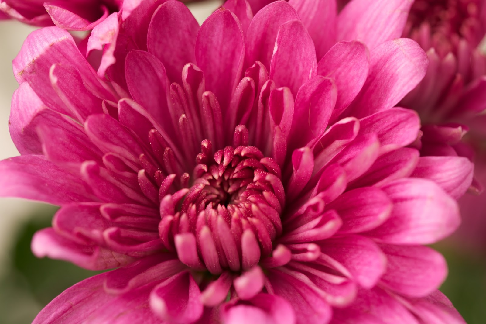Travelling Alice Pink Chrysanthemum