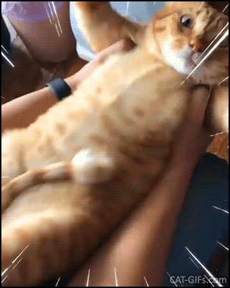 Funny Cat GIF • Fat cat on its back his meanwhile human shakes his flat belly skin, hahaha. Funny Cat GIF • Fat cat on its back his meanwhile human shakes his flat belly skin, hahaha.