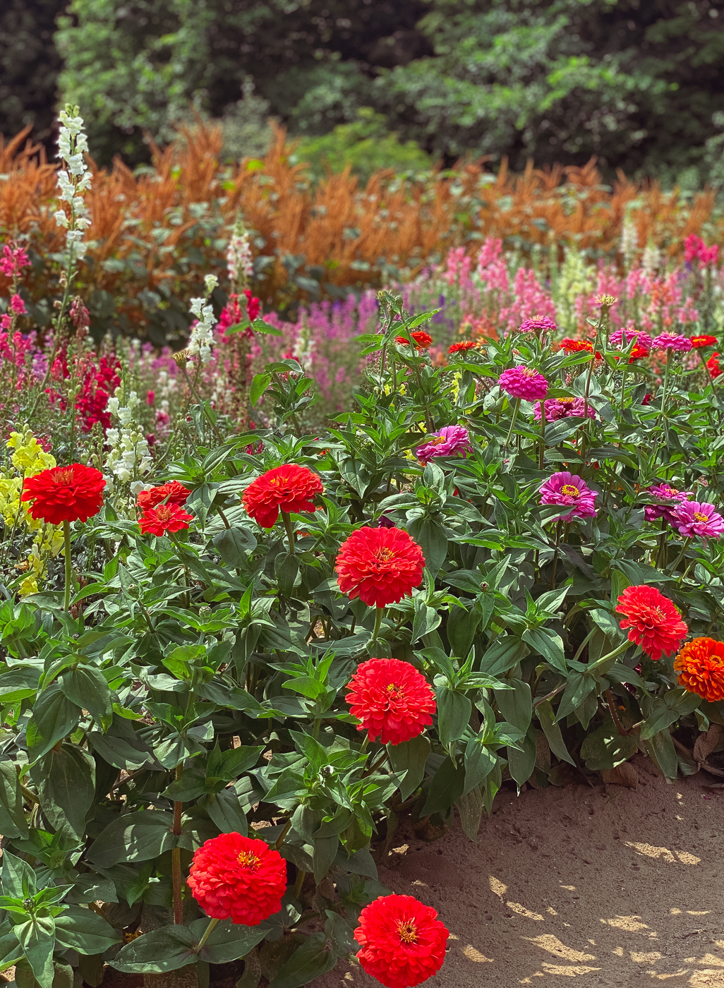 12 Flowers for a Summer Garden Beautiful Plants That Bloom All Summer Long Rambling Renovators
