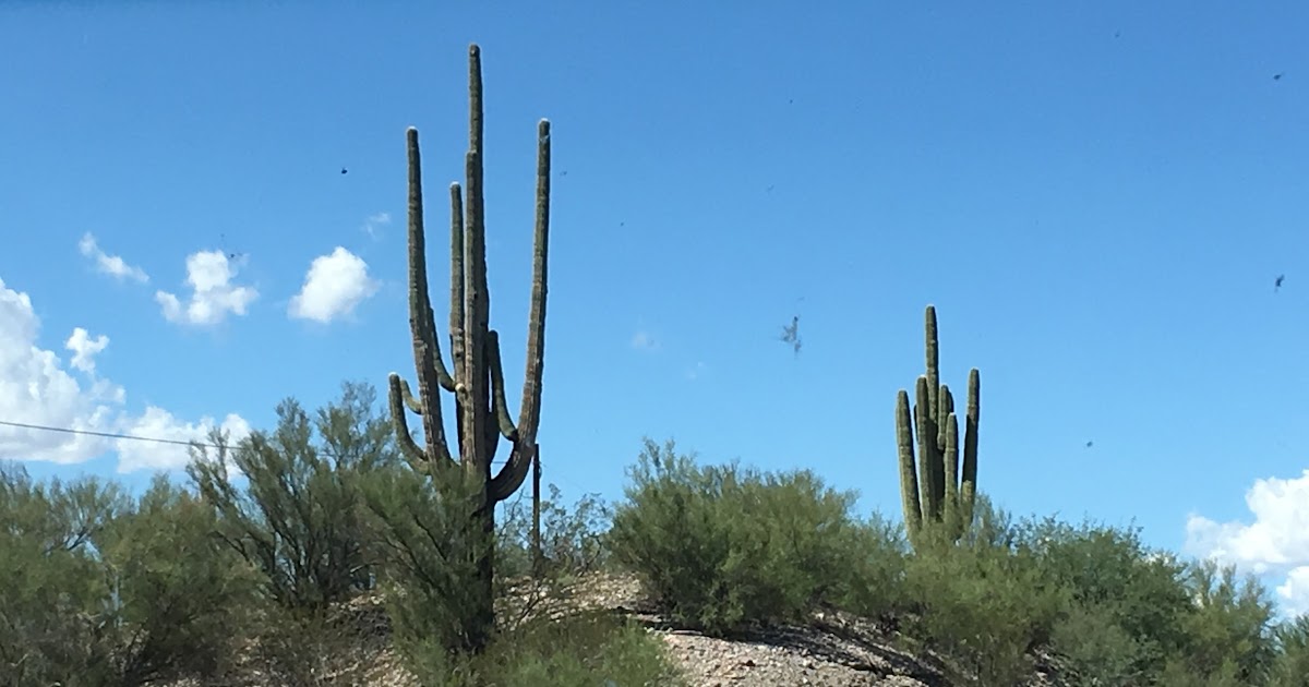 Following the Barkers Saturday October 1, 2016 San Carlos, AZ