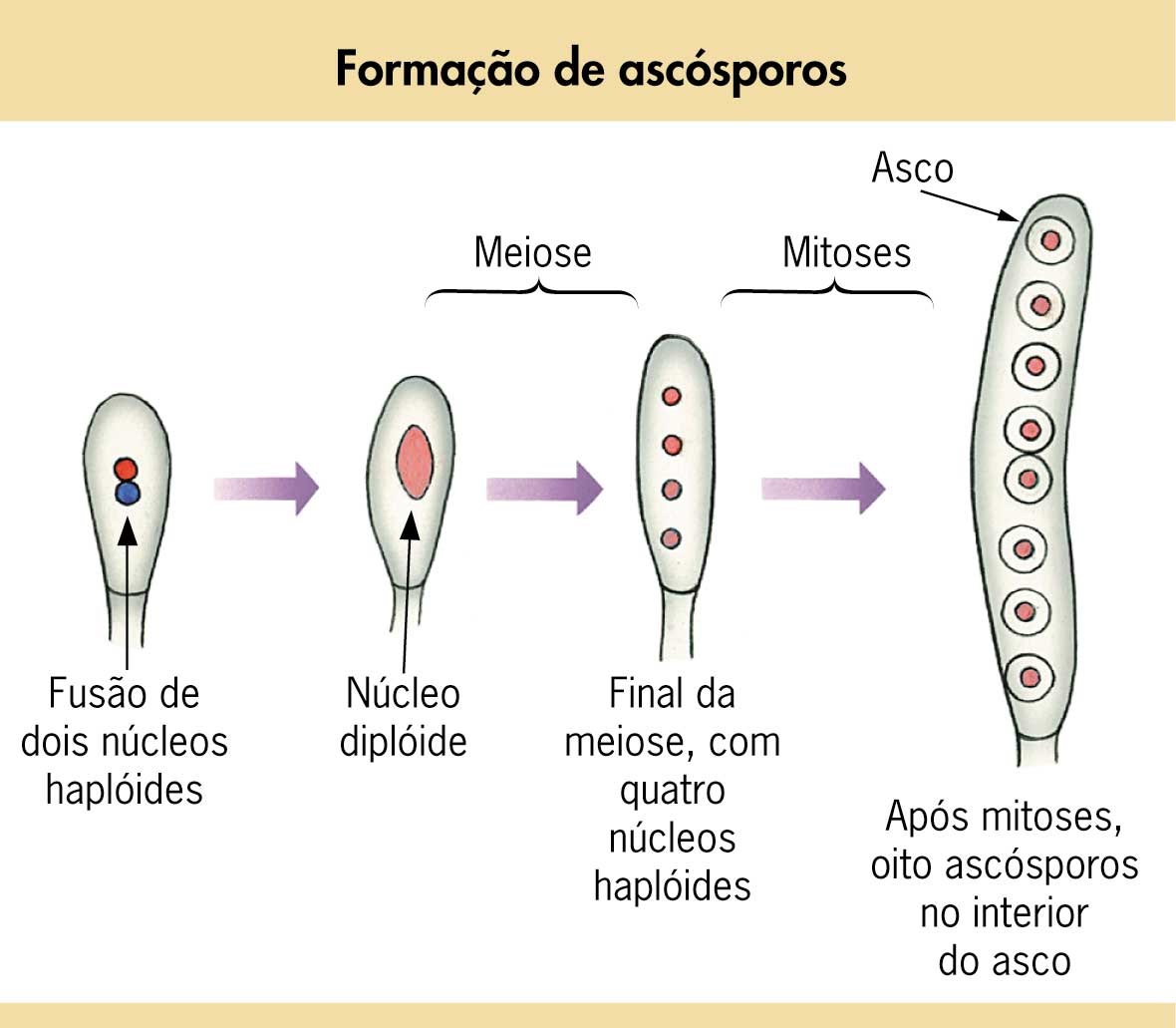 Reino Fungi