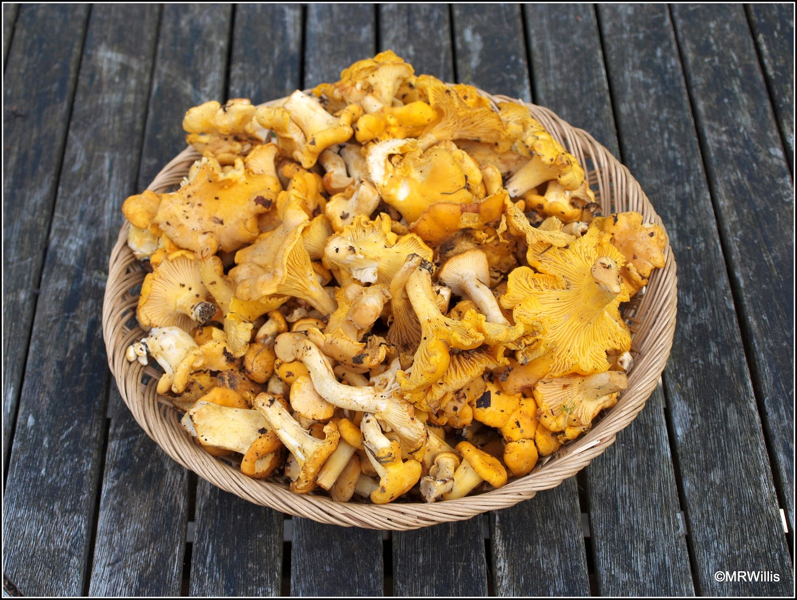 Mark's Veg Plot Recipe Chanterelles with pappardelle