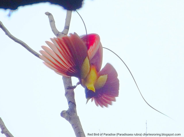 Red Bird of Paradise (Paradisaea rubra) in southern region of Waigeo island