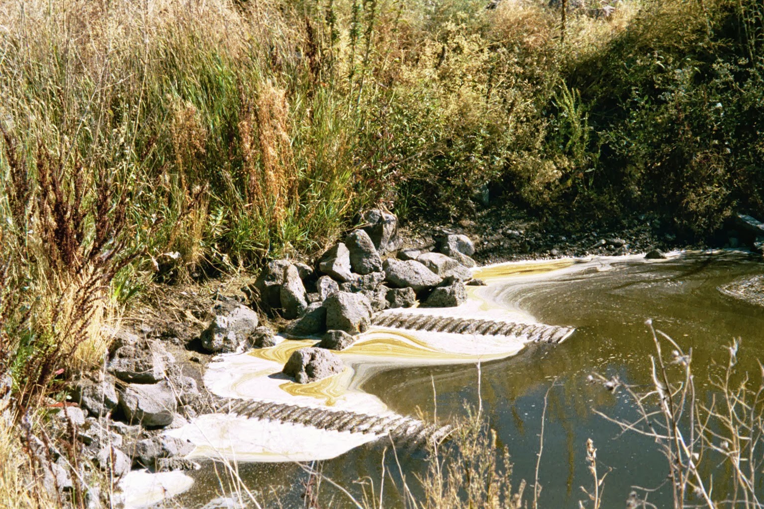 KlamBlog Klamath Disaster Roulette Waterfowl and Eagles are the