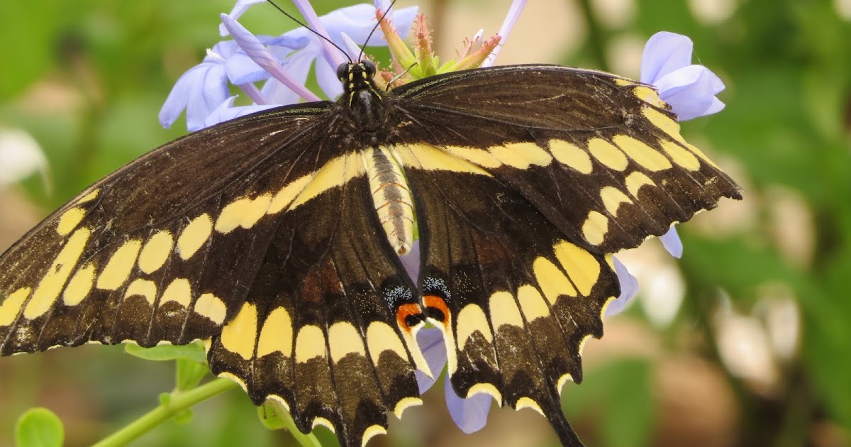 Have Book, Will Travel Butterfly Exhibit at the Botanical Gardens