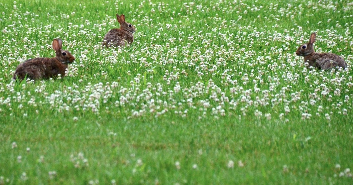Urban Wildlife Guide Rabbits in Clover