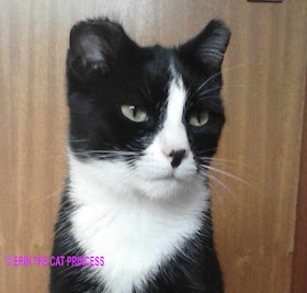© ERIN THE CAT PRINCESS. NOT FOR REPRODUCTION IN ANY FORM © ERIN THE CAT PRINCESS. NOT FOR REPRODUCTION IN ANY FORM