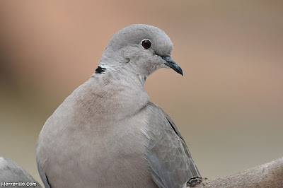 Tórtolas turcas (Streptopelia decaocto)