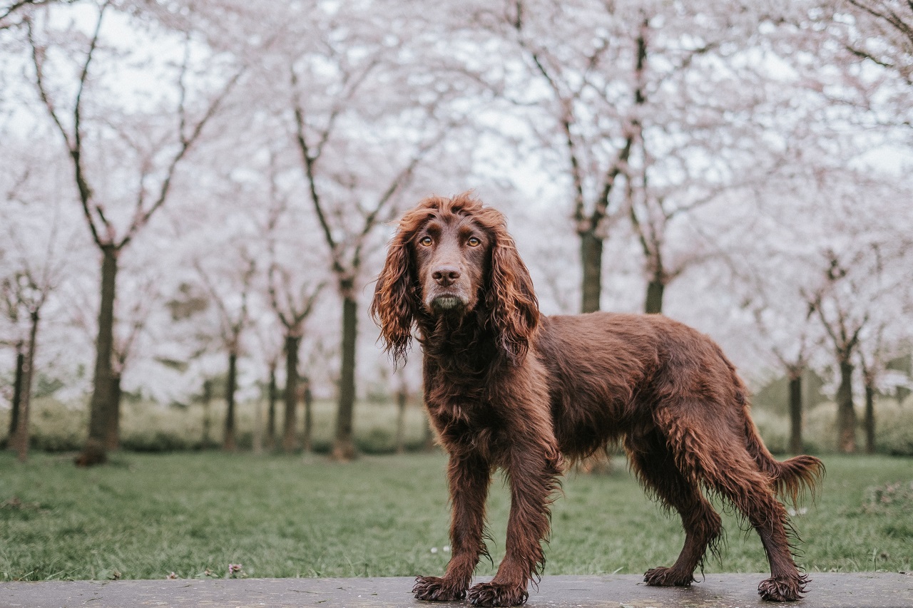 Travelling Around Europe with Dogs Steph & The Spaniels Dog Friendly