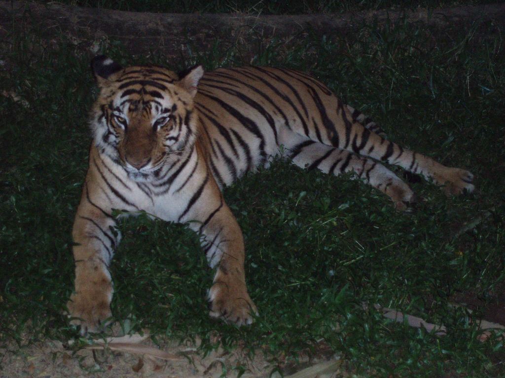 CV. Tiara Tour and Travel: MALANG - SAFARI WISATA ( 3 hari )