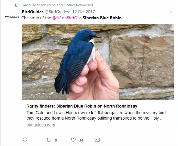 Siberian Blue Robin - North Ronaldsay Siberian Blue Robin - North Ronaldsay