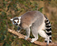 lemur