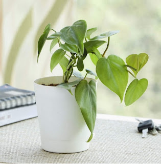 Philodendron indoor air Purifying Plant