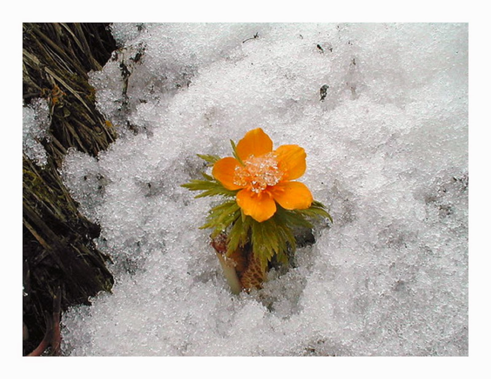 в долине снежной рос цветок фф. морозник zimoi. сноу флауэр. цветы под снегом. цветочек на снегу.