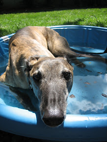 Beckett the Greyhound