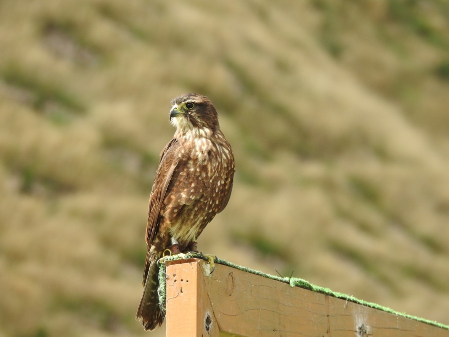 photographing New Zealand Wingspan NZ