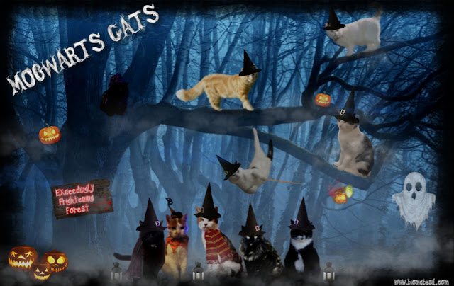 Mogwarts Cats ©BionicBasil® Sunday Selfies
