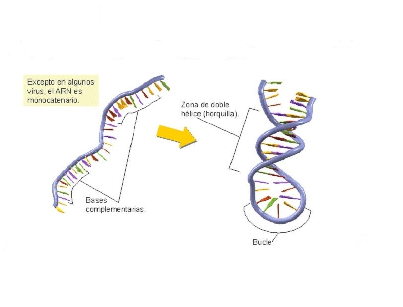 ARN: El copión del ADN | Gori-Gori