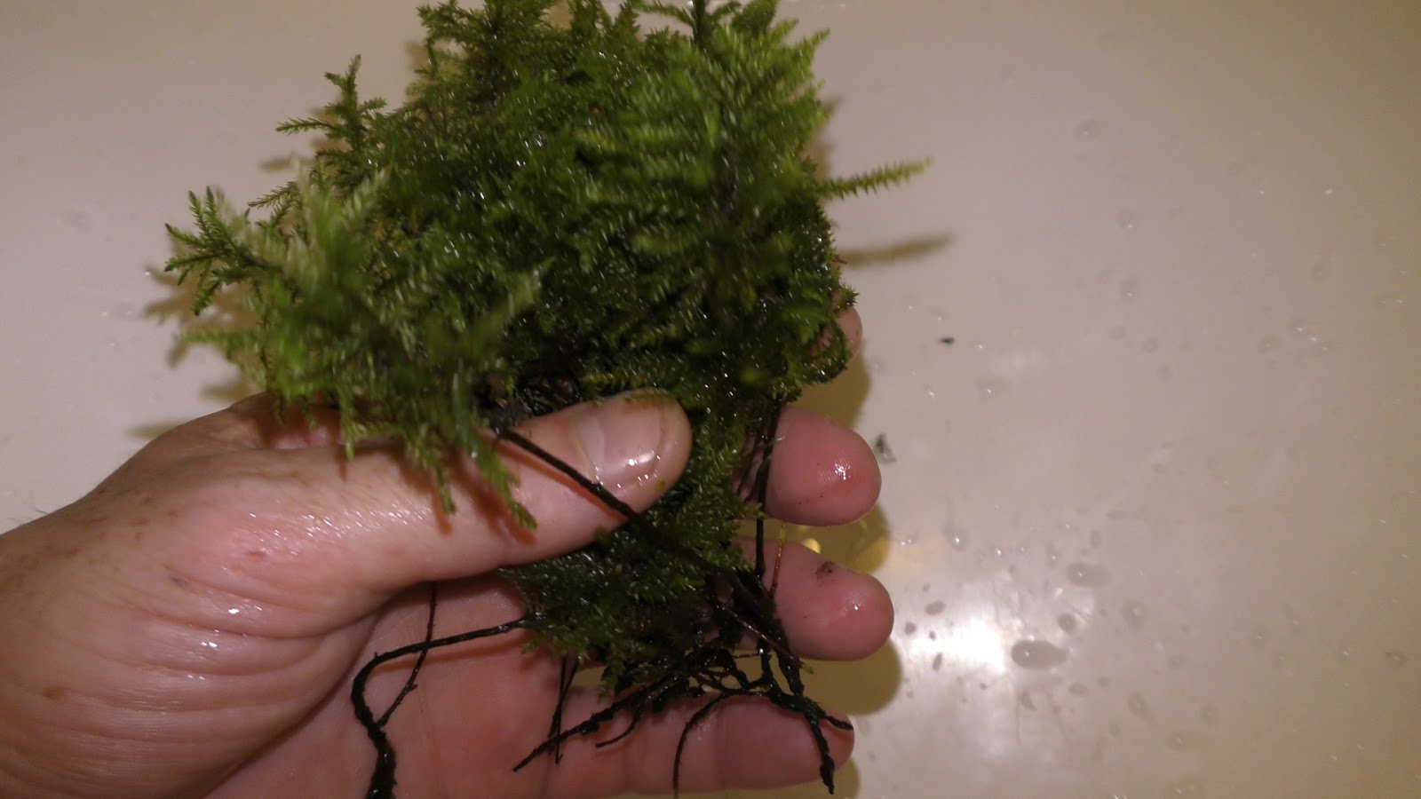 Random Bits How to Grow Tree Land Moss Underwater