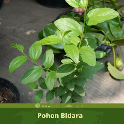 pohon bidara