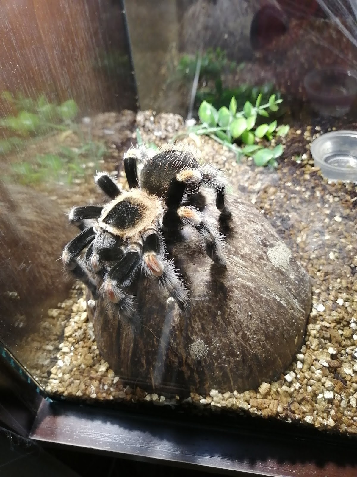 выставка пауков. выставка пауков. удивительный мир пауков выставка. выставка пауков краснодар. удивительный мир пауков выставка.