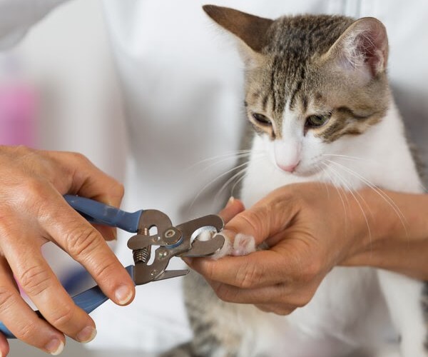 gambar kucing grooming