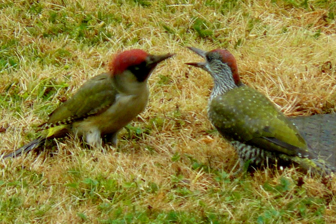 Peter Lovett's ramblings : Green woodpecker shows baby woodpecker how
