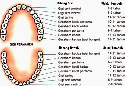 Bagian Organ-Organ Pencernaan dan Fungsinya 