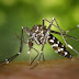 Florida mosquitoes: 750 million genetically modified insects to be released