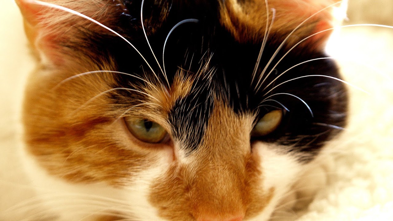 Boy Calico Cats Cat Choices