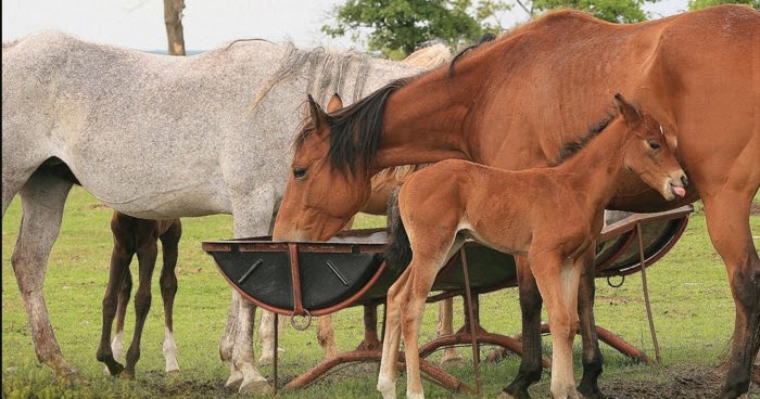 Nutritional Strategies of Animal Feed Additives | AJLOBBY.COM