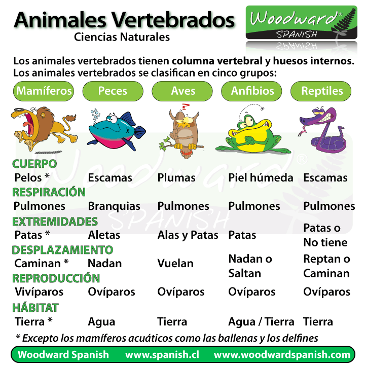 Animales Vertebrados